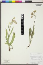 Senecio lugens image