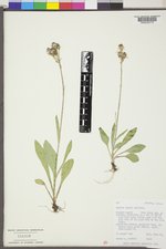 Senecio lugens image