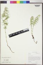 Equisetum sylvaticum image