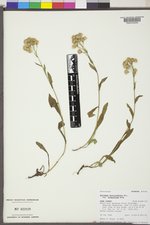 Solidago multiradiata image