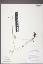 Ranunculus acriformis var. acriformis image
