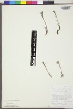 Smelowskia calycina var. americana image