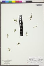 Callitriche palustris image