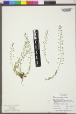 Noccaea parviflora image