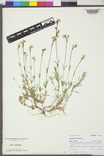 Cerastium arvense image