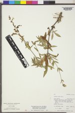 Silene latifolia image