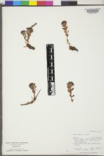 Sedum integrifolium subsp. integrifolium image