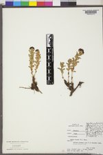 Sedum integrifolium subsp. integrifolium image