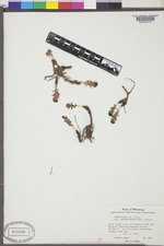 Sedum integrifolium image