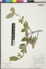 Shepherdia canadensis image