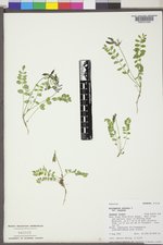 Astragalus alpinus image