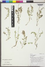 Astragalus alpinus var. alpinus image