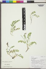 Astragalus alpinus image