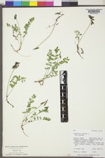 Astragalus alpinus image