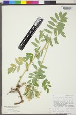 Astragalus americanus image