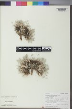 Astragalus gilviflorus image
