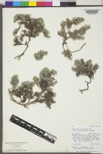 Astragalus kentrophyta var. tegetarius image