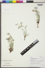 Astragalus miser image