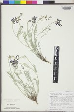 Astragalus miser var. decumbens image