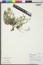 Astragalus vexilliflexus var. vexilliflexus image
