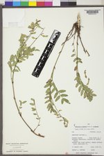 Hedysarum occidentale image