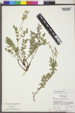 Hedysarum sulphurescens image