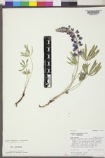 Lupinus argenteus var. argenteus image