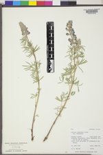 Lupinus argenteus var. argenteus image