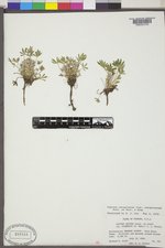 Lupinus caespitosus var. utahensis image