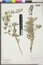 Lupinus sericeus image