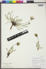 Oxytropis campestris var. cusickii image