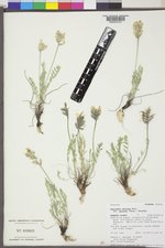 Oxytropis campestris var. spicata image