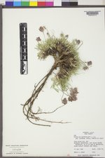 Trifolium dasyphyllum var. uintense image