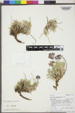 Trifolium dasyphyllum var. uintense image