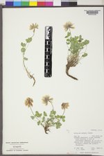 Trifolium haydenii image