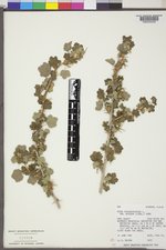 Ribes oxyacanthoides var. setosum image