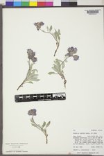 Phacelia hastata var. hastata image