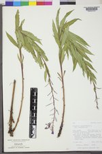 Chamaenerion angustifolium subsp. angustifolium image