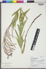 Chamaenerion angustifolium subsp. angustifolium image