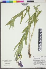 Chamaenerion angustifolium subsp. angustifolium image