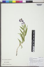 Chamaenerion angustifolium subsp. angustifolium image