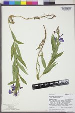 Chamaenerion angustifolium subsp. angustifolium image