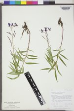 Chamaenerion angustifolium subsp. angustifolium image