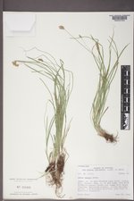 Carex tenera image