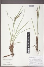 Carex aquatilis var. aquatilis image