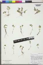 Epilobium clavatum image