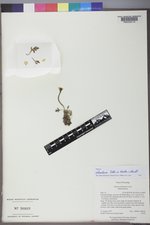 Papaver radicatum subsp. kluanensis image