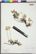 Eriogonum umbellatum var. majus image