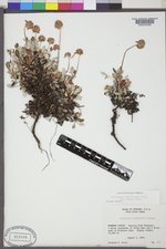 Eriogonum umbellatum var. majus image