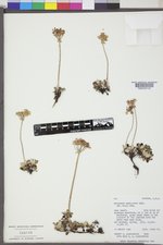 Eriogonum umbellatum var. majus image